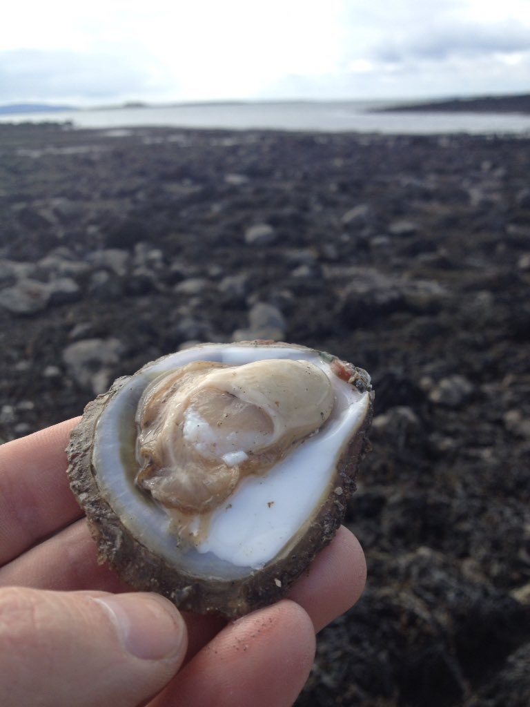 End of the #Nativeoysters for this season back in Sept. #seasonalfood #sustainability enjoy the summer #oysterlove