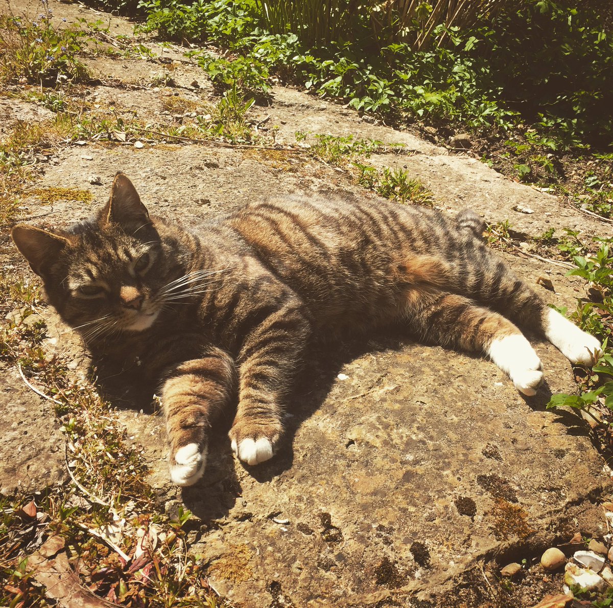 TutTutChild's tweet photo. Paint me like one of your French cats https://t.co/3OhWXowpD7