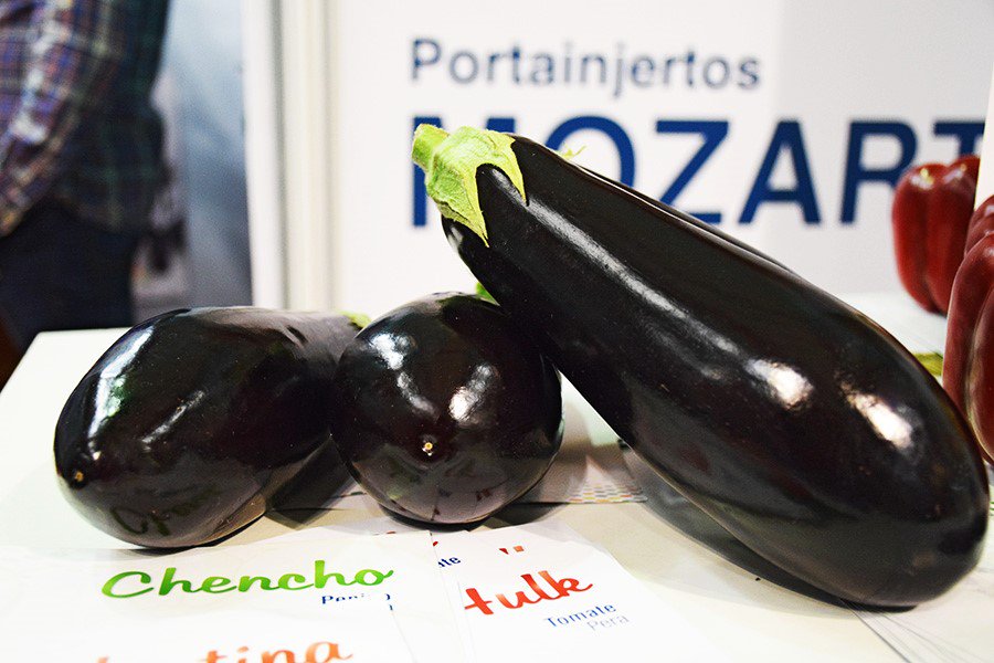 Portagrano's tweet photo. Los materiales de Capital Genetic .@CapGenSeeds Foto: #berenjena Asia https://t.co/i4DuOWweMR #ExpoLevanteNijar2016 https://t.co/UEq0twe7tS