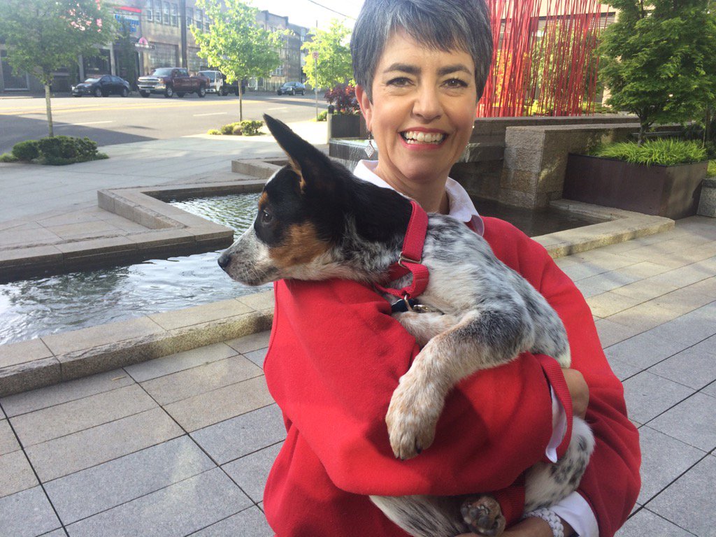 dougdKING5's tweet photo. It is National Adopt a Shelter Pet Day! Orion is available @SeattleHumane for 50% off from 11 am- 8pm get a pet! https://t.co/7zaixXbelP