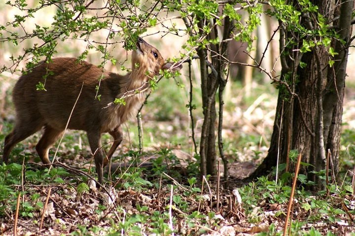 Beautiful... @gregveness1 <a href="/EyesOnWildlife/">Joe Jackson</a> <a href="/WildlifeTrusts/">The Wildlife Trusts</a> @wildlife_uk <a href="/SWTBroadsWarden/">SWTBroadsWarden</a>