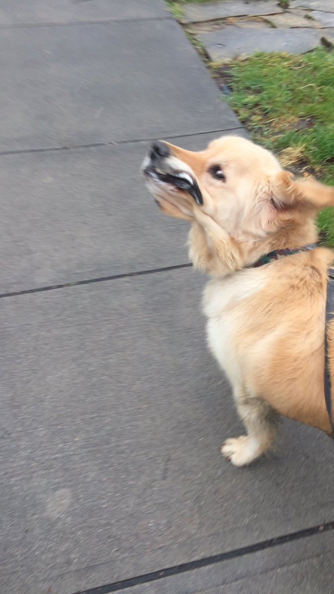 NYCBurt's tweet photo. Why does she insist on taking awkward photos?? #burtthedog #dogs #burtproblems https://t.co/IW9rgVUk8b
