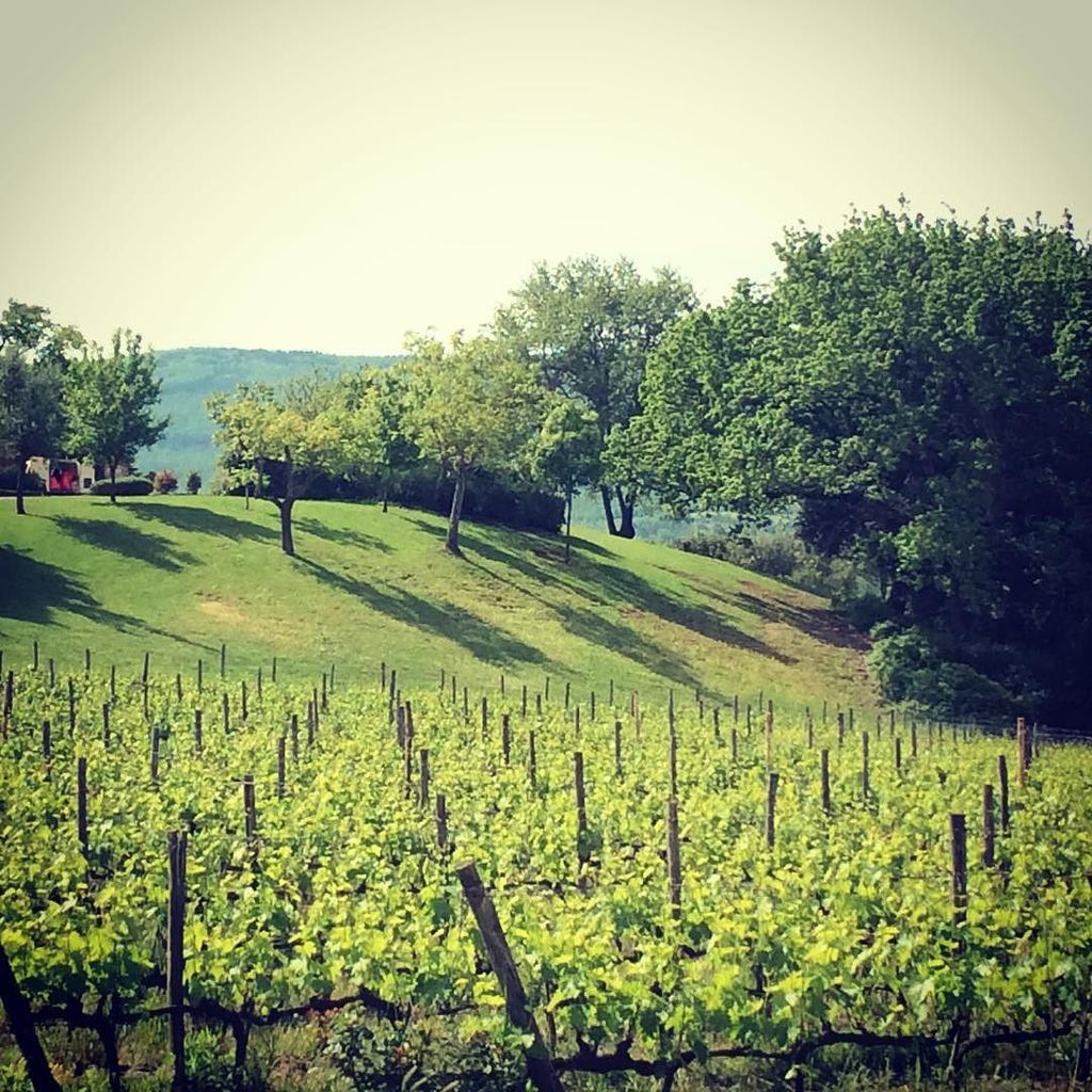 WeTuscany's tweet photo. Tuscan vineyards #sangiovese #chianti #wine #vineyards #tuscany #italy #travel #italianadventure #location #tuscany https://t.co/dvN8UIfaty