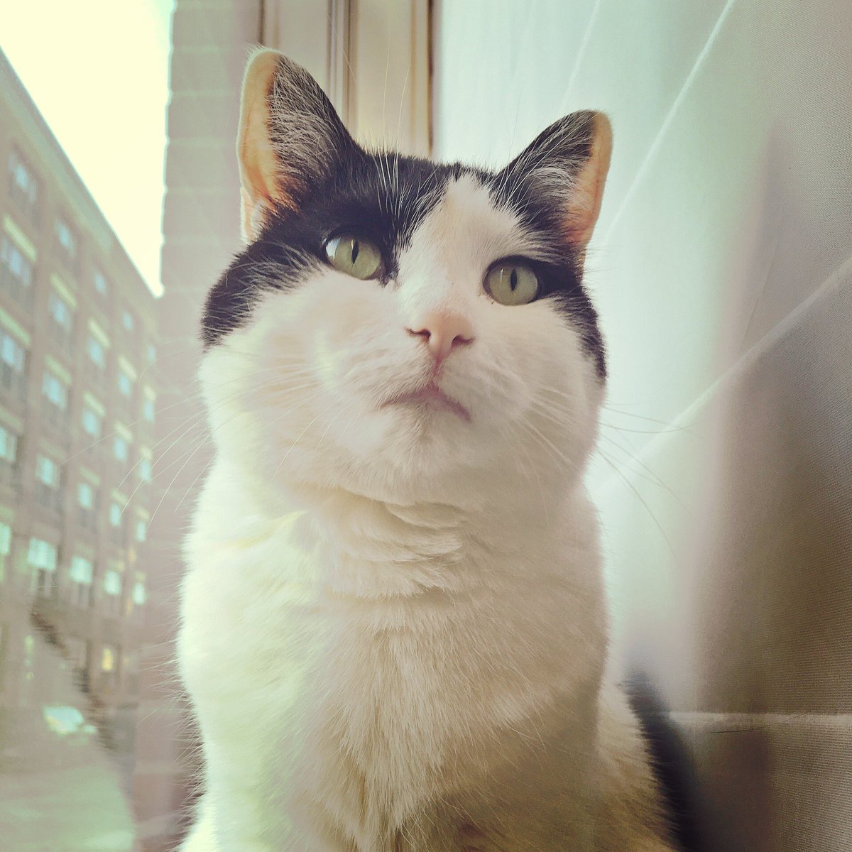 ArbusCat's tweet photo. Happy Caturday, friends! Meows. https://t.co/OOkdmfJZLD