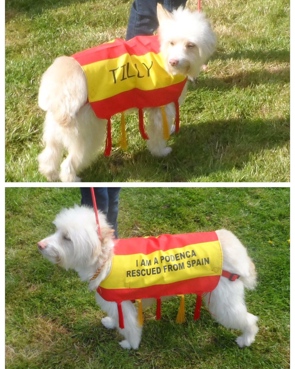 4Podencos's tweet photo. I'm ready now I've been to the groomers!! day of the Podenco March 1st May London #borisjohnson https://t.co/3Ic6kDLsRK