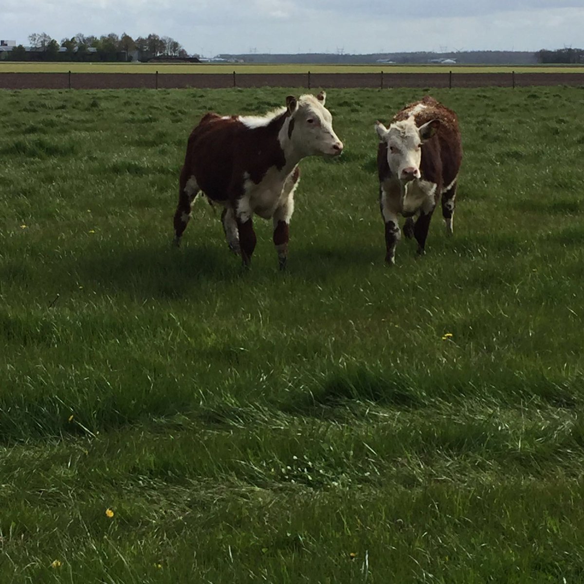 HoeveVredeveld's tweet photo. Ook de wei op de zorgboerderij is weer open gesteld voor Herefords! Dikke pret en daarna snel eten. https://t.co/kPXCLHn8Fk