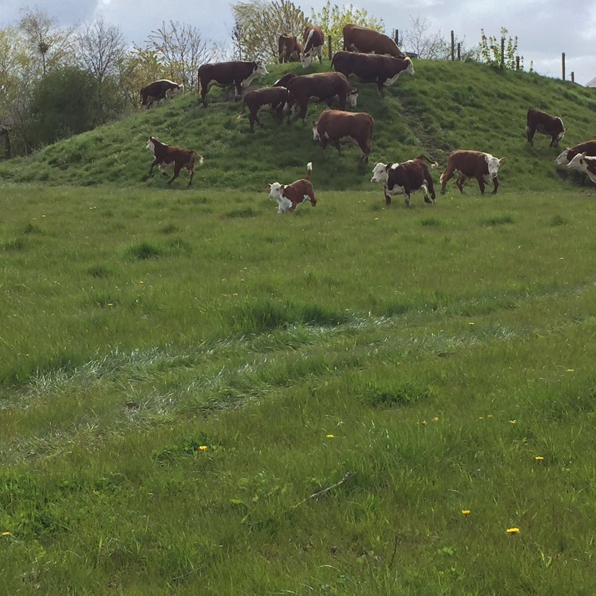 HoeveVredeveld's tweet photo. Ook de wei op de zorgboerderij is weer open gesteld voor Herefords! Dikke pret en daarna snel eten. https://t.co/kPXCLHn8Fk