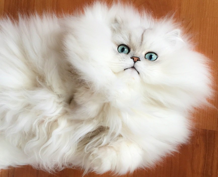 Too much fluff? No such thing! 
Happy #HairstyleAppreciationDay - we want to see your pets' proudest hairdos!