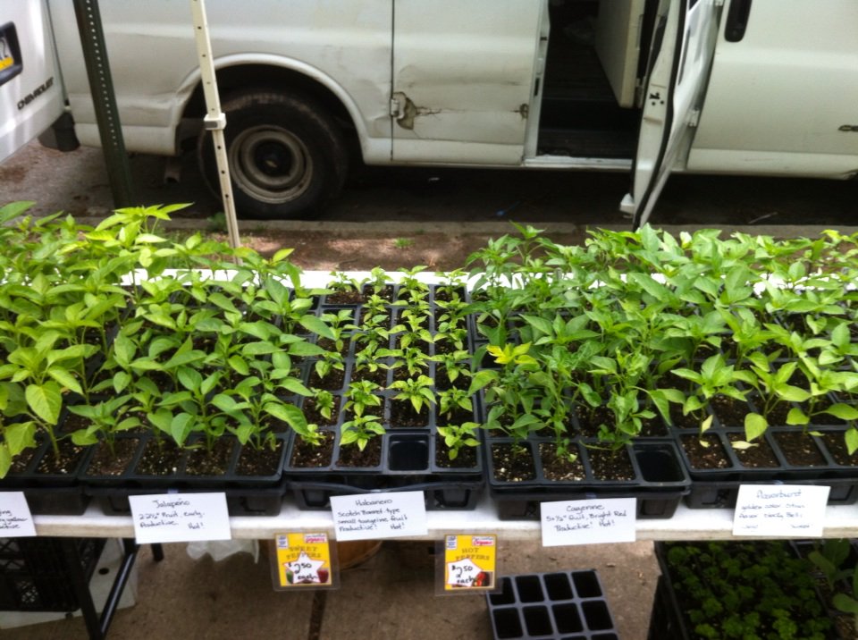 longhandnotes's tweet image. Green leaves can't be read
To tell hot peppers from sweet
Without planters' notes

#haiku #SpiceTrade #Matthew720