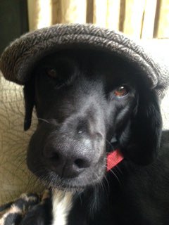 BBCMidlandsPR's tweet photo. The #peakyfriday movement continues into the weekend. We love Wally from @noahbar Anymore #peakypets out there? https://t.co/oYGSi1lHsV