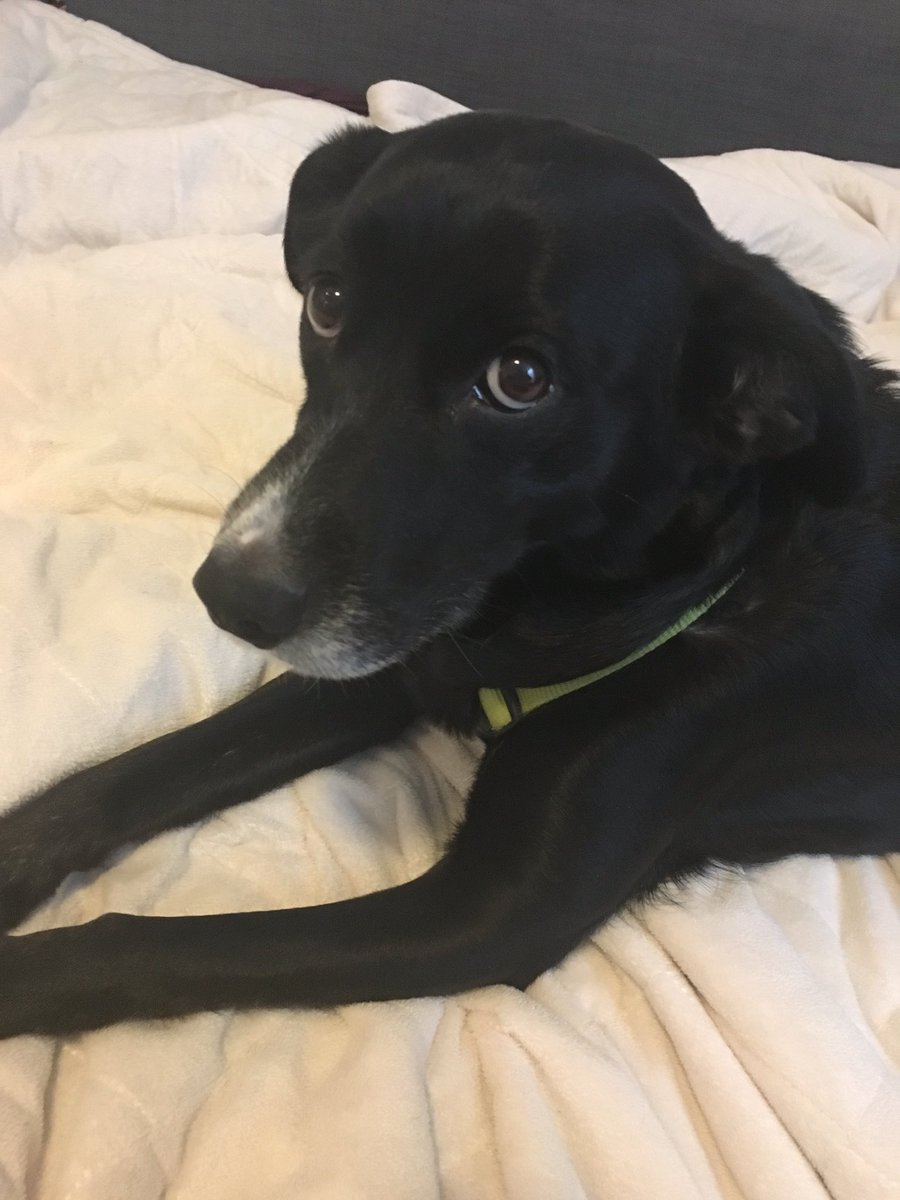 Dani_Forsyth's tweet photo. @CIPYDPodcast this is my friend's awesome service dog. Lots of misnomers out there. Maybe do a segment about them? https://t.co/MINSECif5o