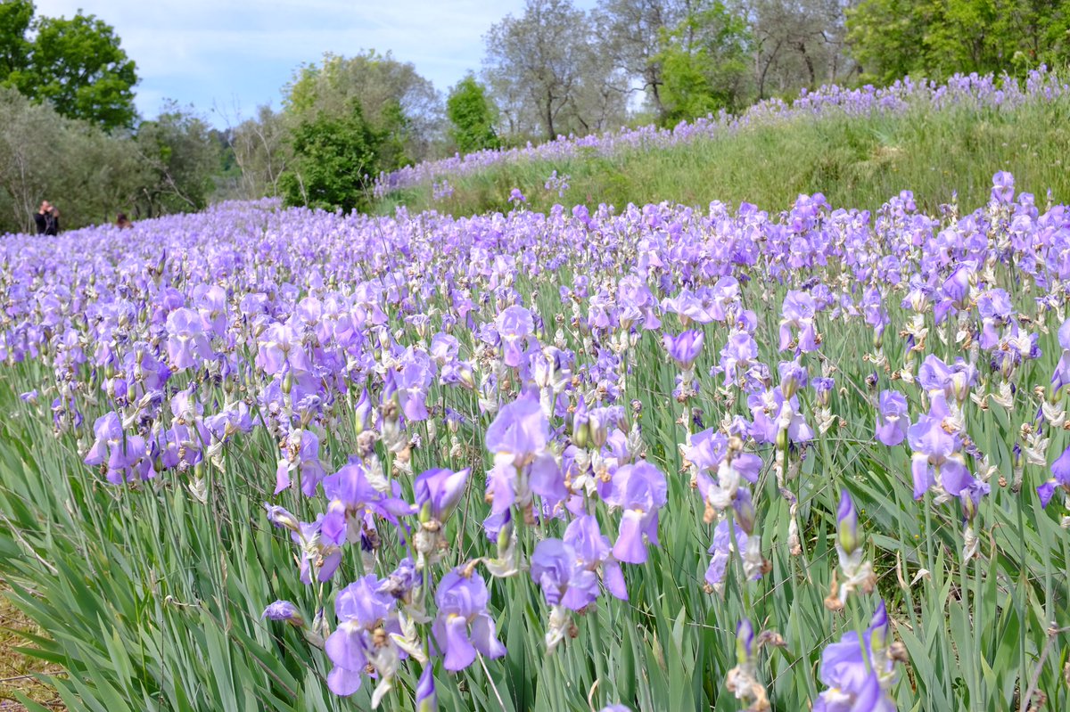 staialborgo's tweet image. Super lucky to find the perfect morning to explore the iris fields in blossom #pruneti #extraordinaryexperience