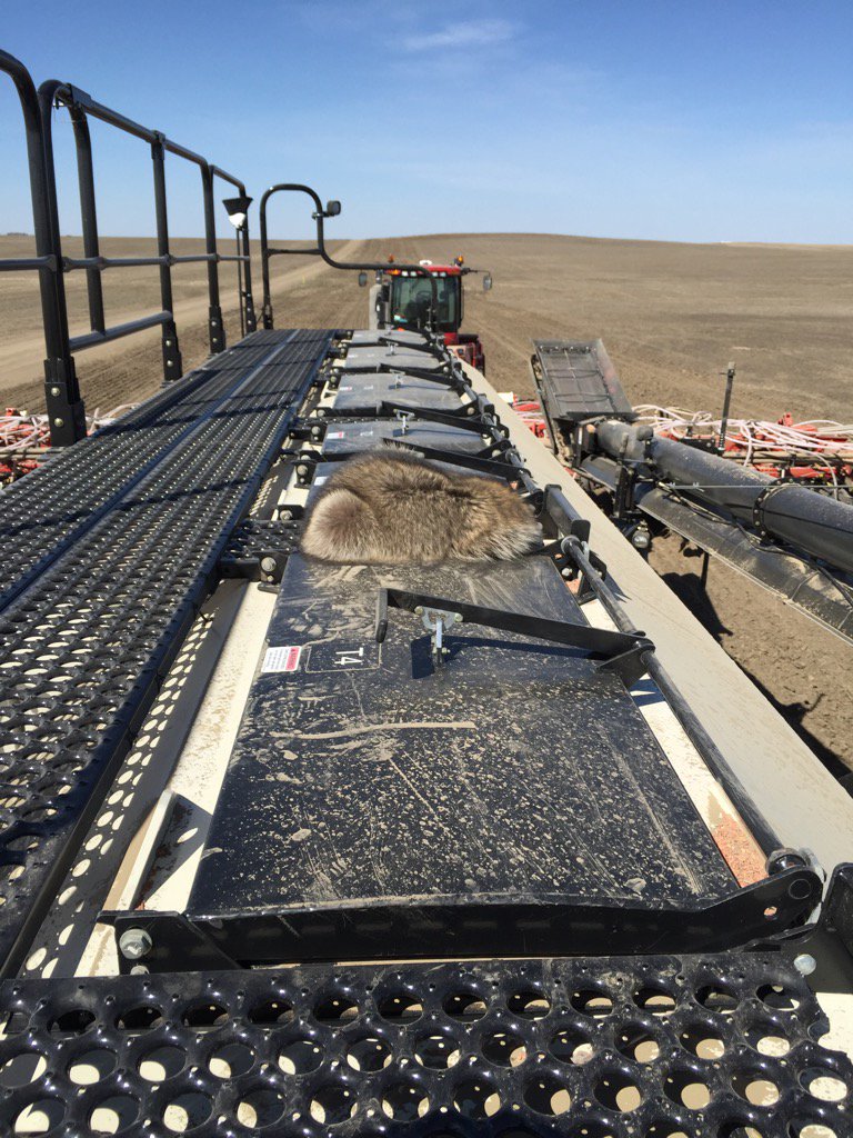 78willams's tweet photo. I kind of feel like I should go home and put on my chuck Norris stag shirt before I do this #plant16 https://t.co/3H4JlMj26i