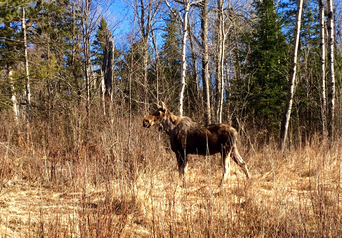 KatiePellerin's tweet photo. Early morning trip to @Algonquin_PP was so much fun! #love #moose @OntarioParks #muskoka @townhuntsville https://t.co/OdVrylB86P
