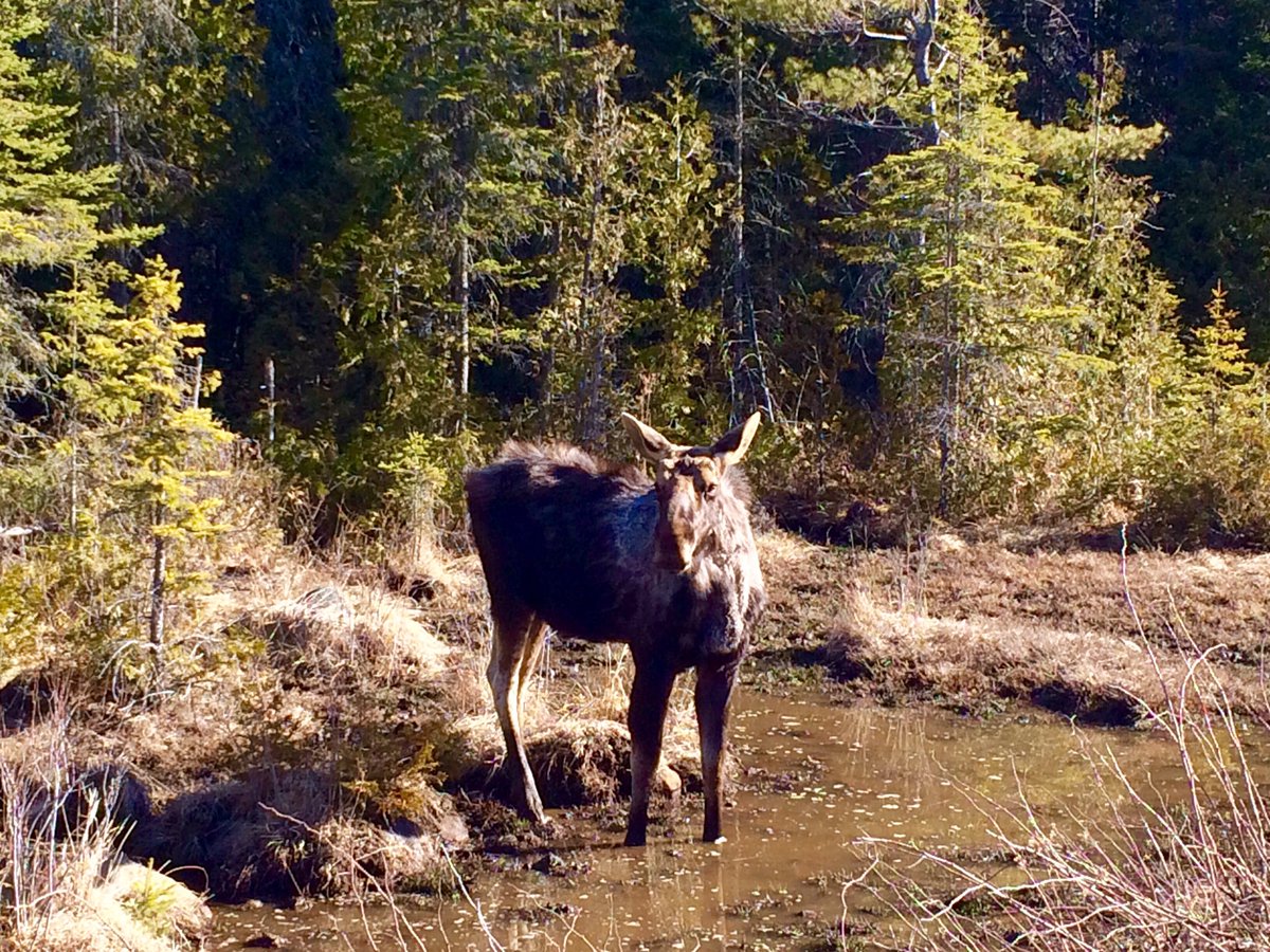 KatiePellerin's tweet photo. Early morning trip to @Algonquin_PP was so much fun! #love #moose @OntarioParks #muskoka @townhuntsville https://t.co/OdVrylB86P