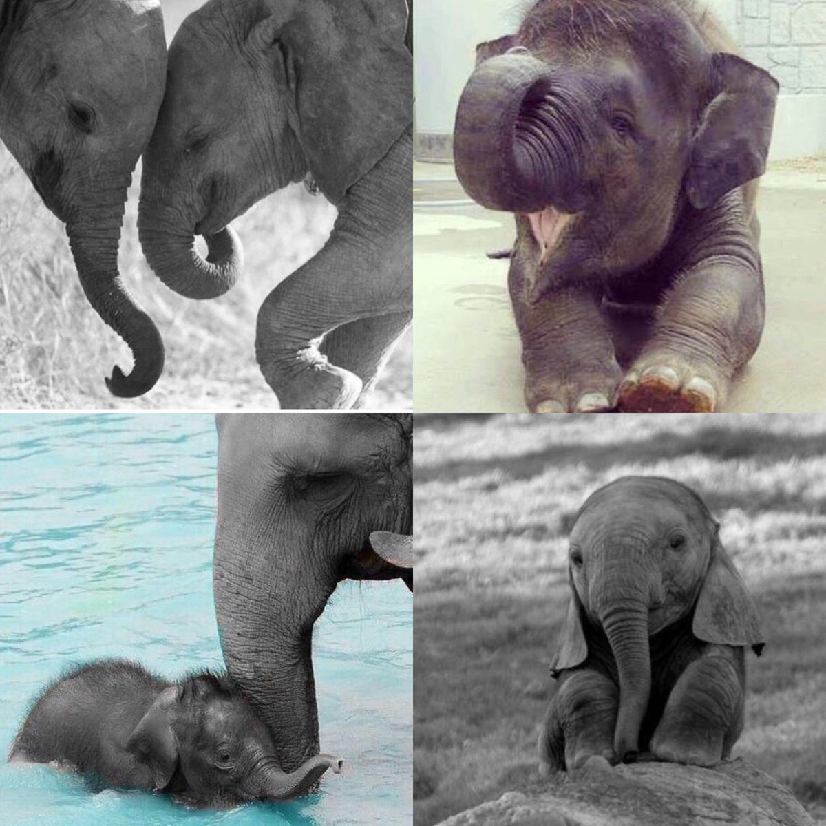 Save the elephants in style this summer in some ivory ella