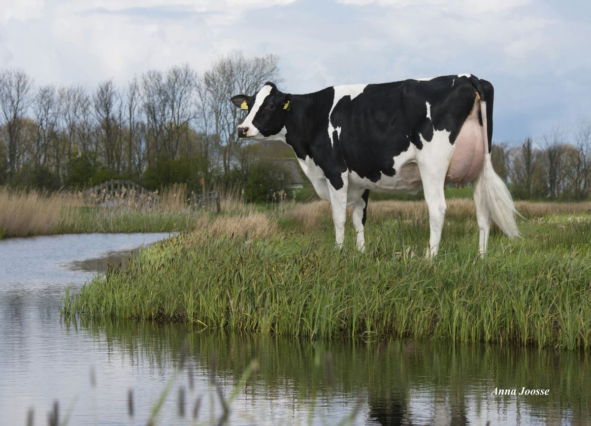 RvanderSteege's tweet image. Rhala Daydream 16 VG-87 met VG-88 op het uier! Grootmoeder van de nr 5 gNVI van Nederland!