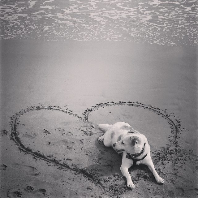 REFUGIOLACANDEL's tweet photo. Síguenos en Instagram para conocer finales felices como el de #PIZCO, hoy #JACK 
https://t.co/rs5Nd2ChSc https://t.co/ROxnkrpIDI
