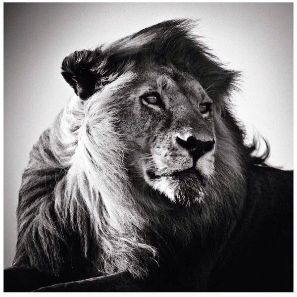 therapyartcloud's tweet photo. Keep wildlife in the wild. 

Another amazing photo by @laurentbaheux #wildlifephotography https://t.co/nZbgp2pMMz