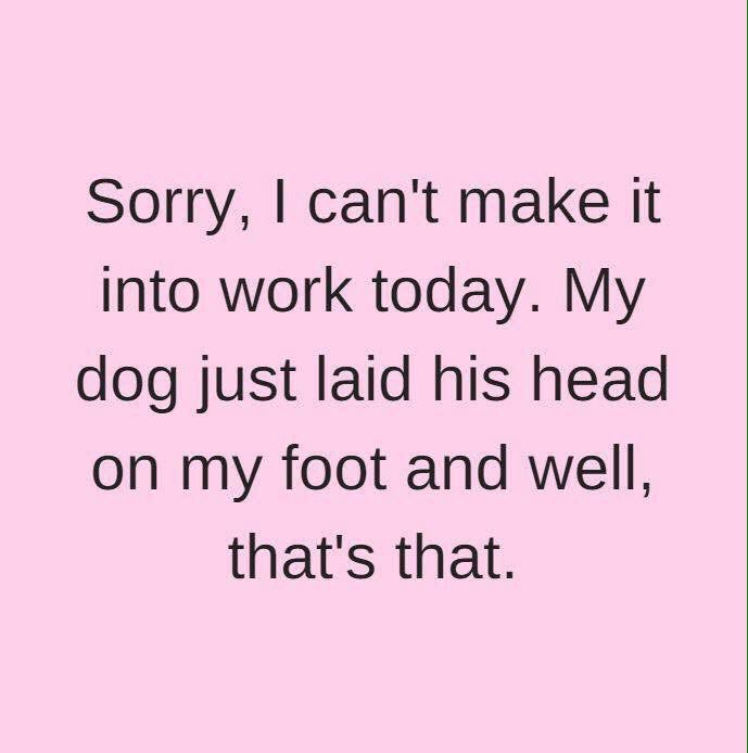 CntrlValleyVet's tweet image. Totally legit excuse!
#doglovers #petparentproblems  ❤️