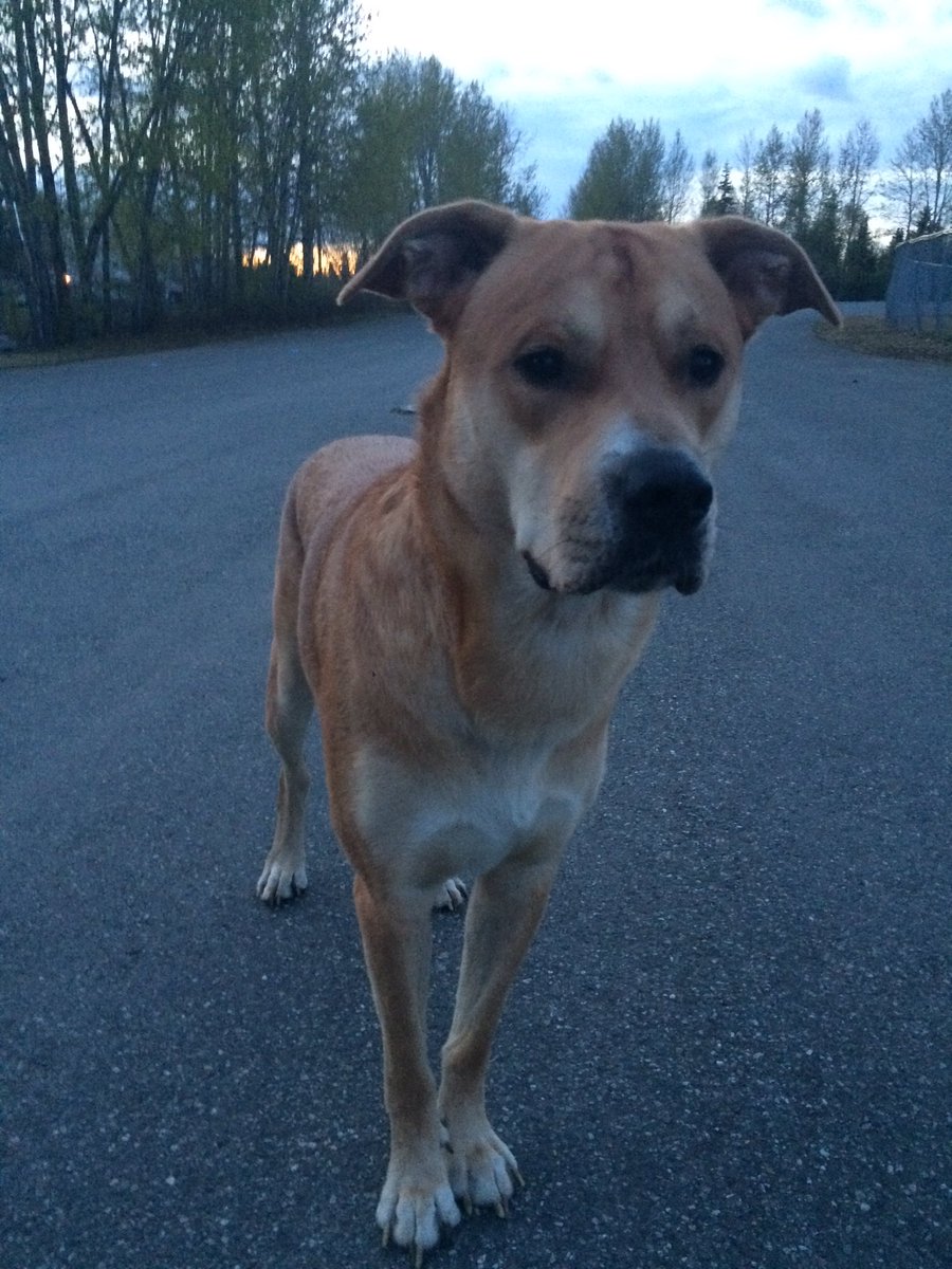 _alexandreaaaa's tweet photo. Found a lost dog at Russian Jack. Please help me find him his owner.. https://t.co/iboGFEUoXA