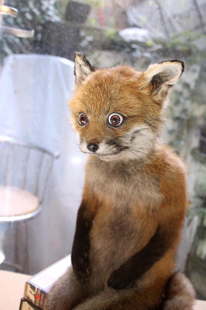 CrapTaxidermy's tweet photo. When you stay at a friends house and wake up before them like wtf do I do now... https://t.co/FvZalhsUUv