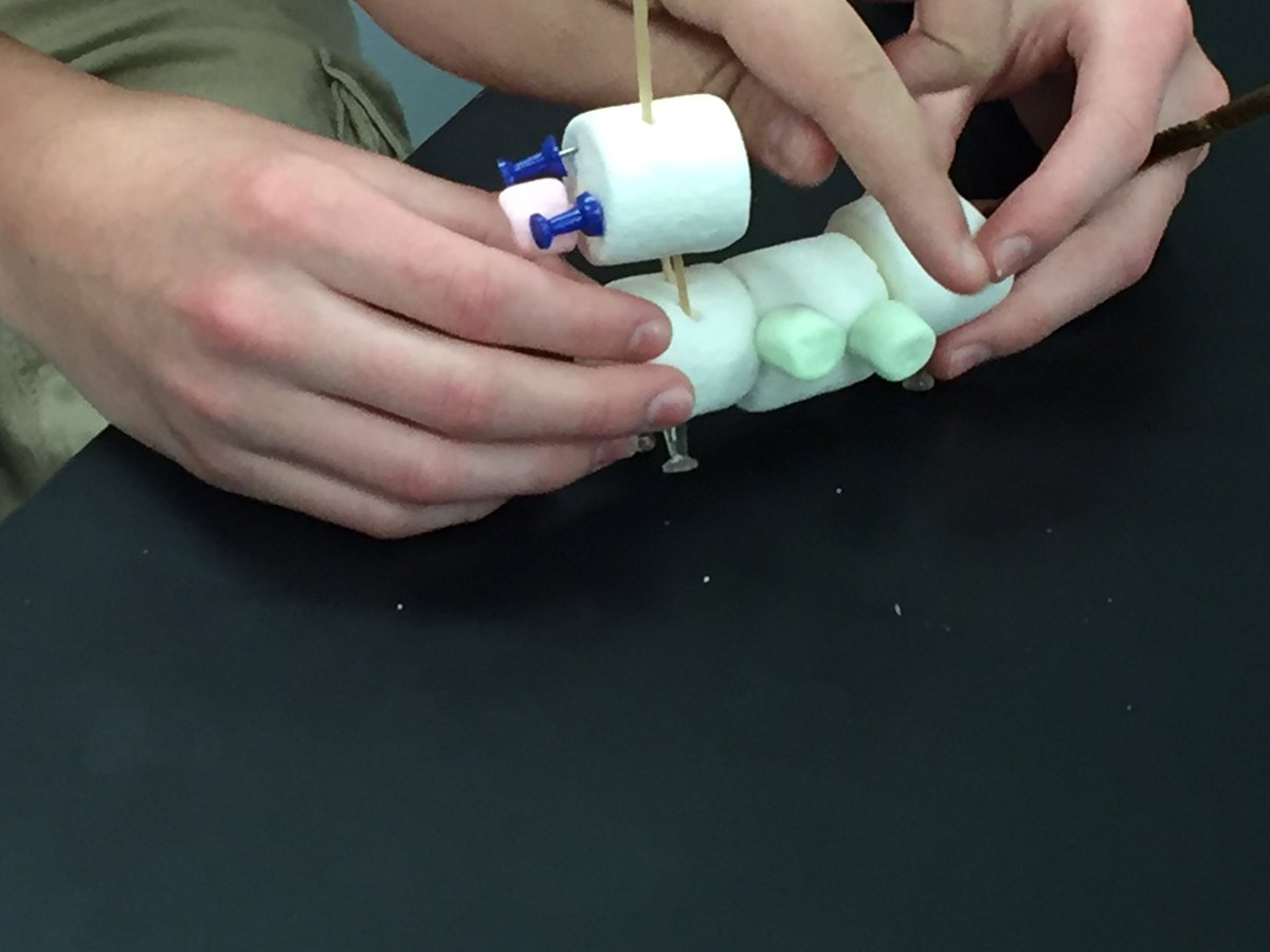 Biology - Reebop lab. #gcjhspride