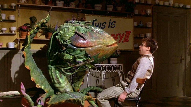Gizmodo's tweet photo. Plants may have memories. https://t.co/qgKjP7Thmq https://t.co/y3dGLN1jIZ