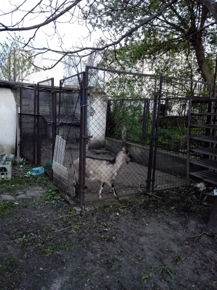 <3 Piekarnia Sochaczew you little left wing pearl in the heart of Poland. With a goat in the backstage.