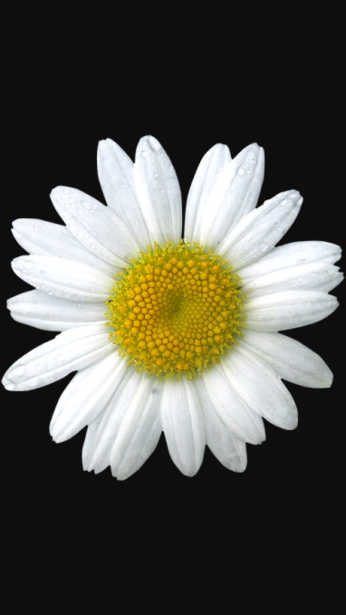 Papatya KonuŞa Bilseydi O"Da Söylerdi "KopaRMayın YapRaklaRımı YALAN Sevgileriniz için.."