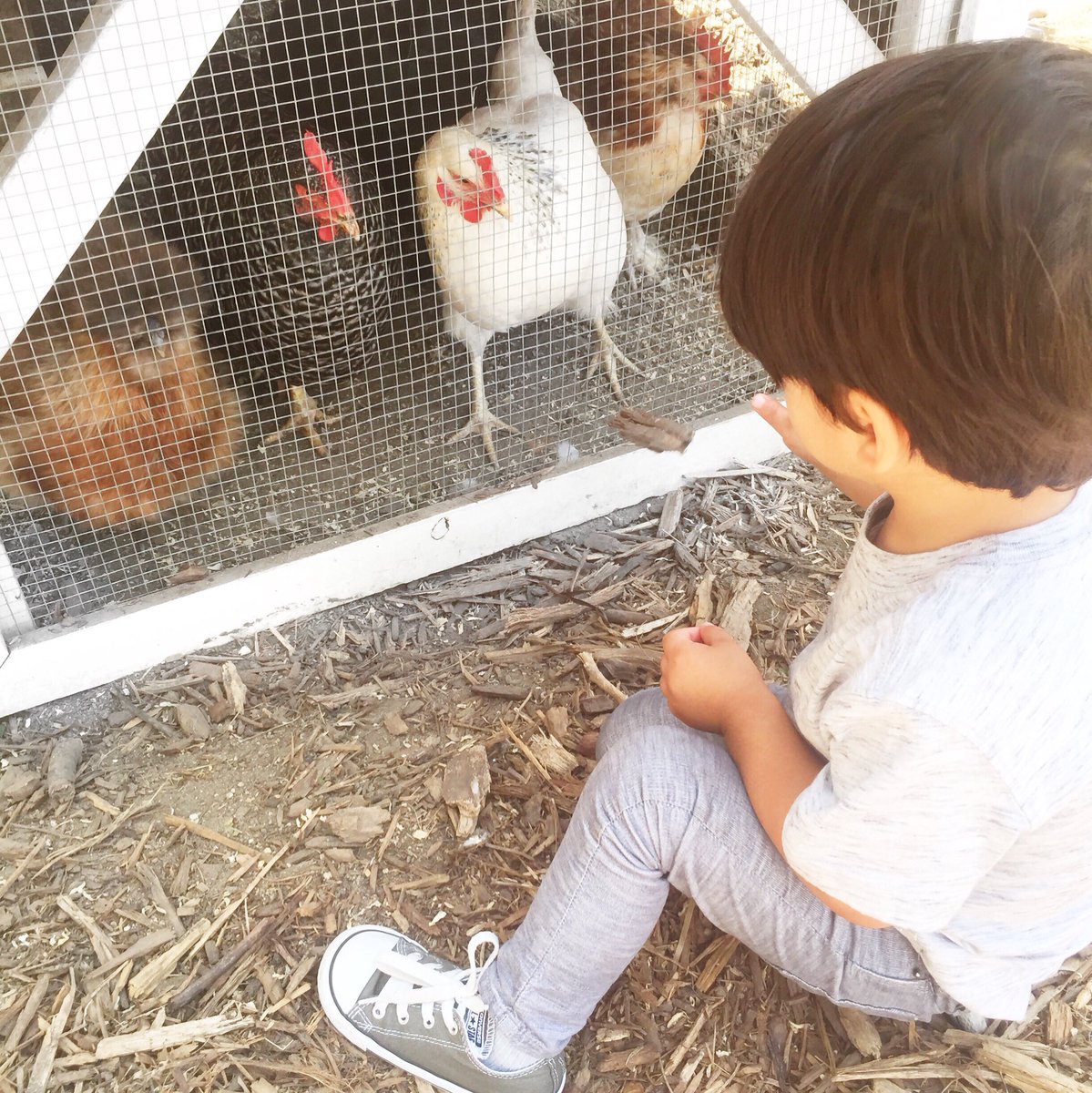 EricaFranco1's tweet photo. And now he wants chickens...🐔🐣 #thankshamers #organiceggs #ourfuture #pets #chickencoop https://t.co/0tIXDJO4M0