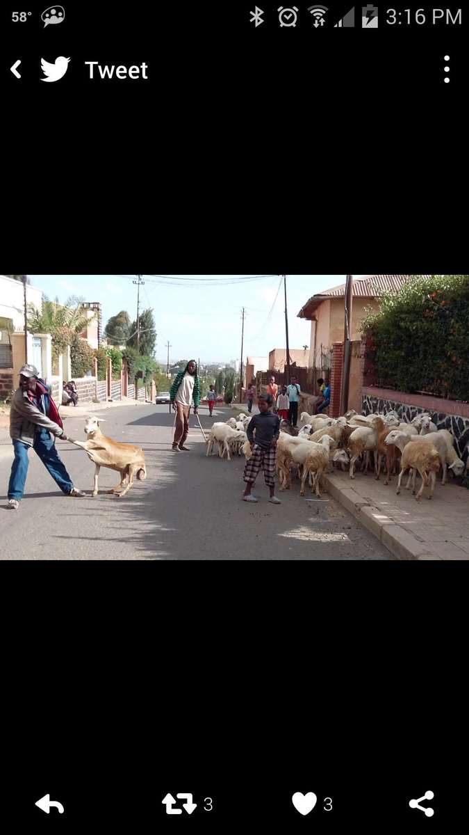 DahlaKib's tweet photo. Every family in #Eritrea can afford at least one sheep because the market is stable and their price slashed in half. https://t.co/HjeIBhPk8R