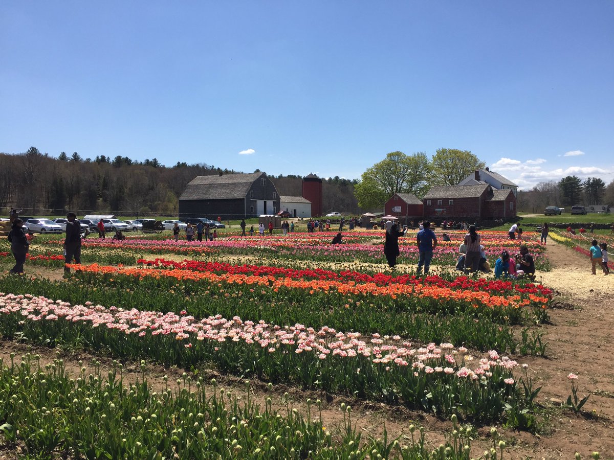 Please go tiptoe through the tulips at #wickedtulips. It has been the highlight of my #spring