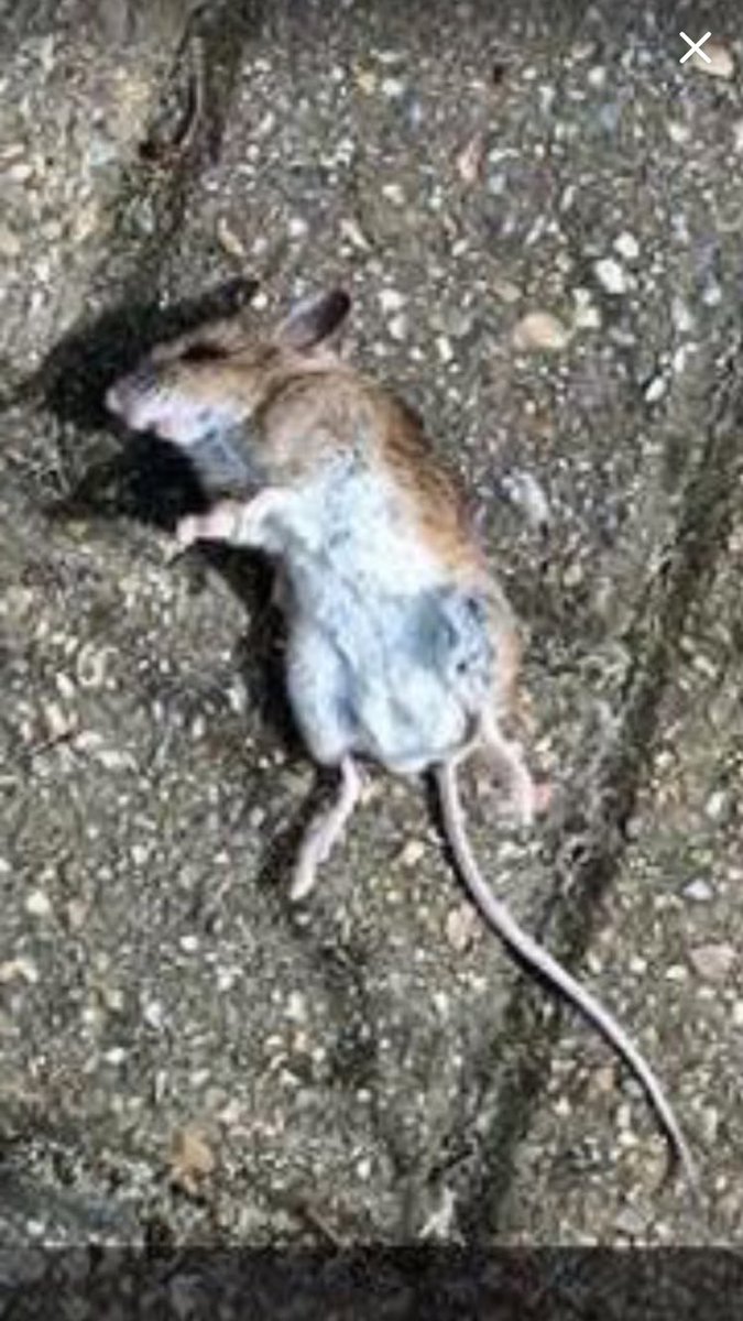 ROASTINGMSP's tweet image. Ratfanny