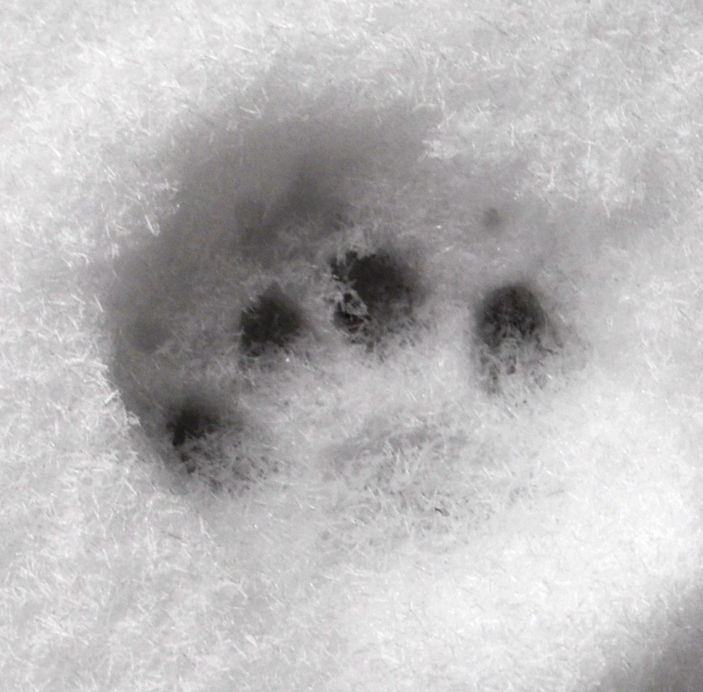 Kater Henry (@katerhenry) on Twitter photo 