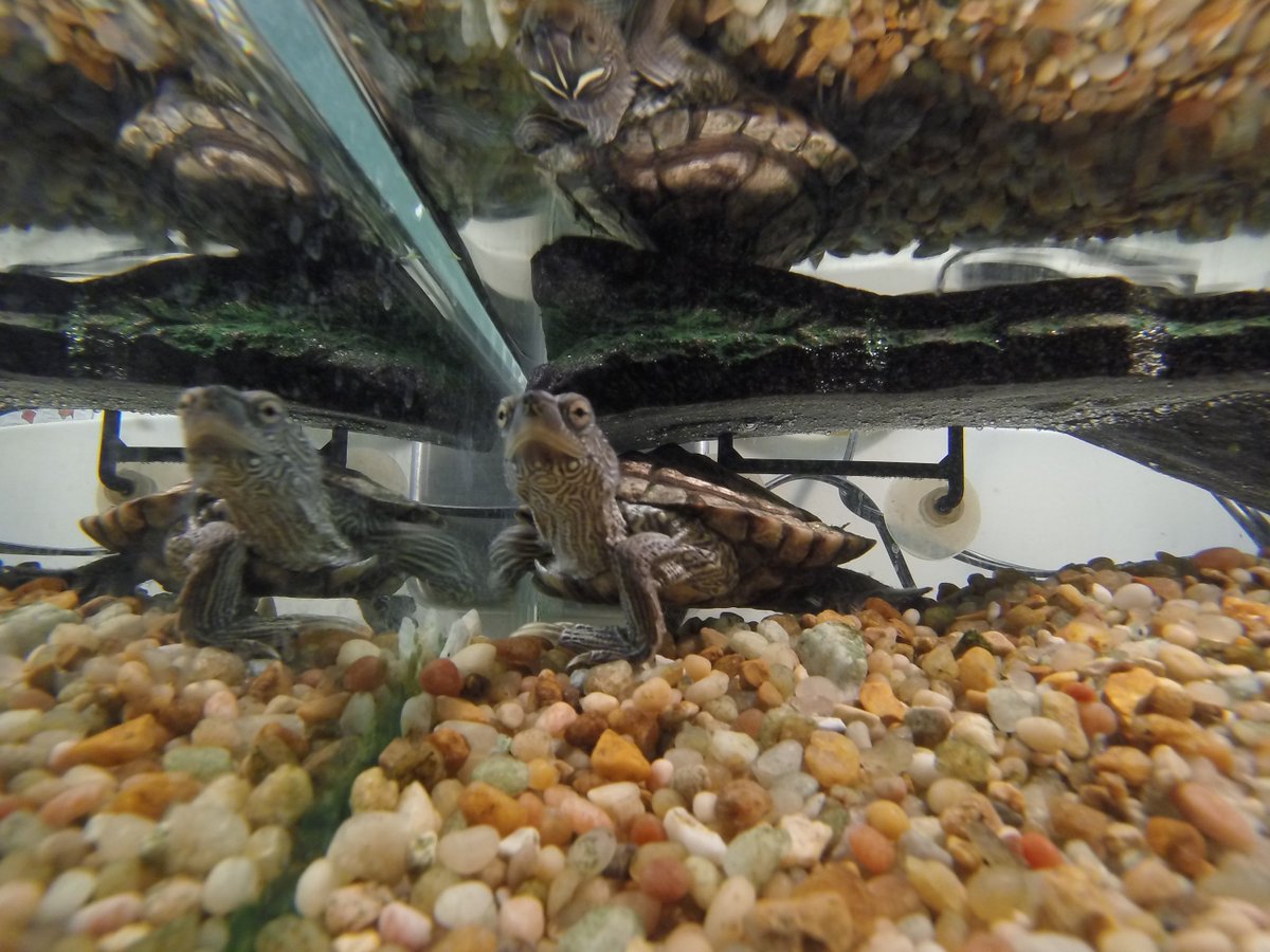 tuckturtle_fww's tweet photo. Wait a minute...You're IN the tank with me now?!? #GoPro #MyNameisTuck #PhillyTurtle #TuckTurtle https://t.co/oYy0mUjaal