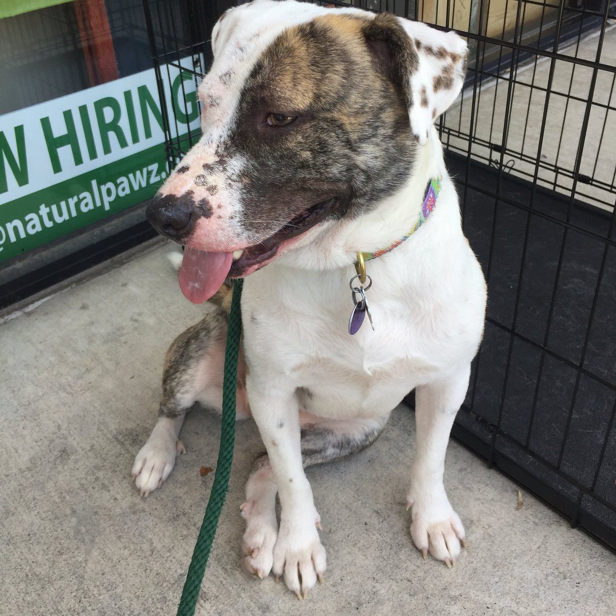 ScoutsRescue's tweet photo. Perry had NO hair when we rescued her. Now look at her! #adoptPerry #adoptionevent https://t.co/LYMV1uQpzp