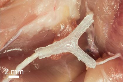 Nervi ricostruiti con la stampante 3D, la tecnica funziona sui ratti: goo.gl/yOcvUs?Cld9