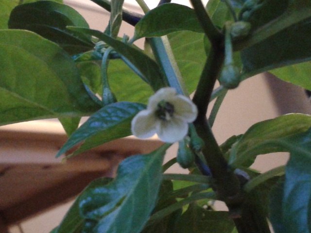 jonpcoombs's tweet photo. First flower for my second year Numex Suave Orange. #gyo #chillies https://t.co/D0d8Nikc1I