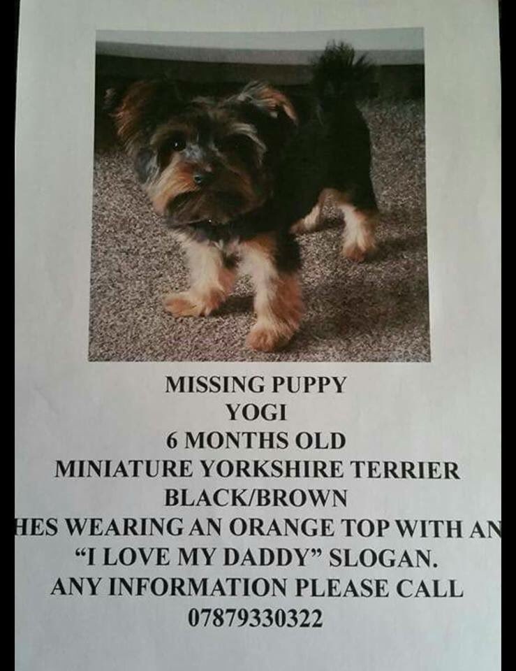 RT <a href="/LisaLisaw1/">Lisa</a>: Please RT #FindYogi #Missing #Holbrook #Suffolk <a href="/LostboxUK/">Lostbox-Lost & Found</a>  <a href="/The_Animal_Team/">The Animal Team</a> TY