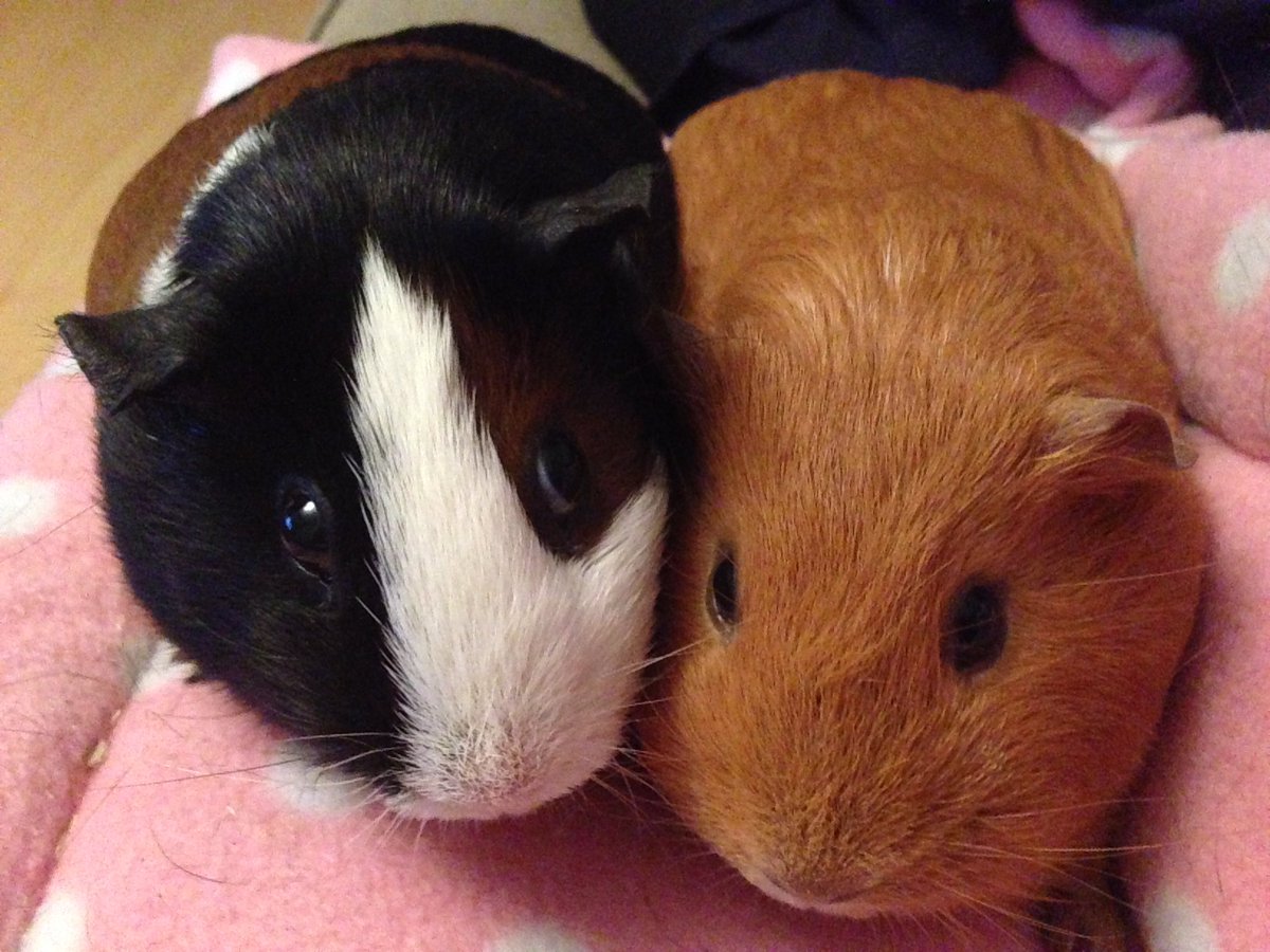 RouAndKish's tweet photo. Today is the one year anniversary of Bumper passing away.We miss you, lovely orange boy. Especially wife pig Pepper. https://t.co/c3bc3PvM2H