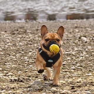 Frenchie_Cute's tweet photo. #bullyface #elbe #murphythefrenchbulldog #frenchbulldog #dresden https://t.co/bDvWSpaevP https://t.co/042eg4v4ir