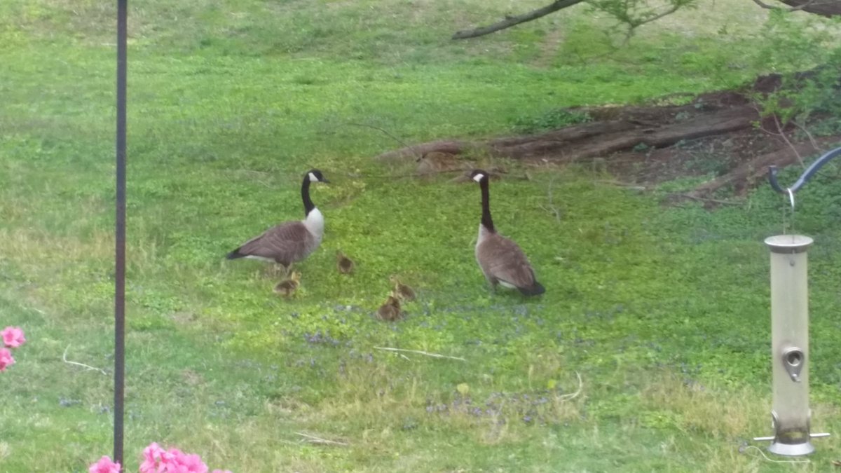 SusanMislick's tweet image. 