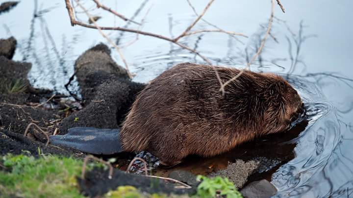 edijsfotolv's tweet photo. Rīgas bebrs mielojas kanālmalā. Foto : Edijs Pālens, LETA #latvija #latvia #riga #rīga #bebrs #beaver #rigasbebrs https://t.co/rlLmbfKmft