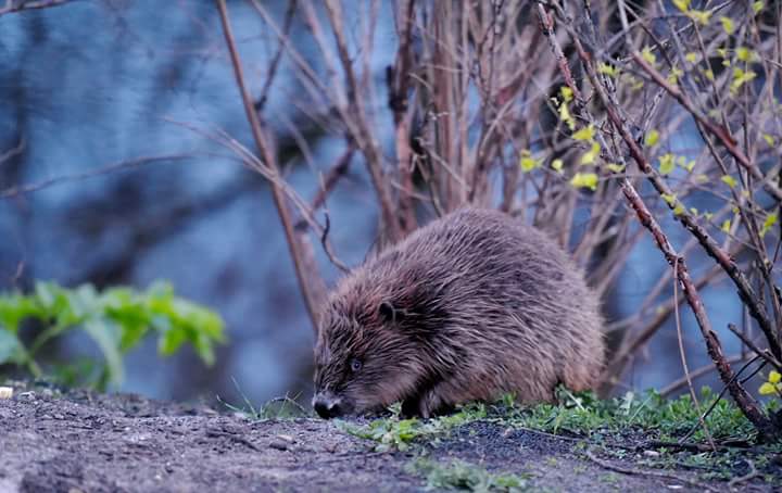 edijsfotolv's tweet photo. Rīgas bebrs mielojas kanālmalā. Foto : Edijs Pālens, LETA #latvija #latvia #riga #rīga #bebrs #beaver #rigasbebrs https://t.co/rlLmbfKmft