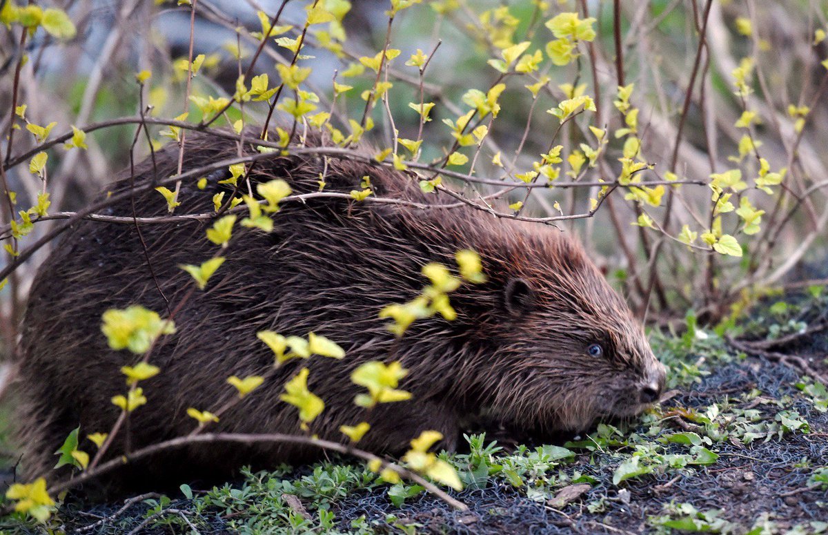 edijsfotolv's tweet photo. Rīgas bebrs mielojas kanālmalā. Foto : Edijs Pālens, LETA #latvija #latvia #riga #rīga #bebrs #beaver #rigasbebrs https://t.co/rlLmbfKmft
