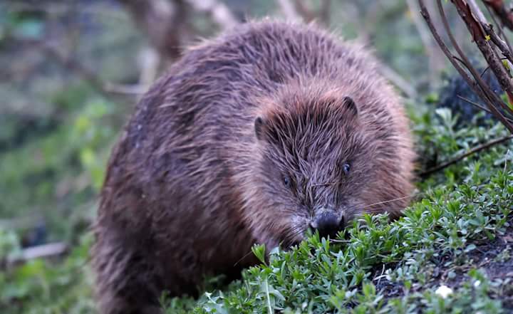 edijsfotolv's tweet photo. Rīgas bebrs mielojas kanālmalā. Foto : Edijs Pālens, LETA #latvija #latvia #riga #rīga #bebrs #beaver #rigasbebrs https://t.co/rlLmbfKmft