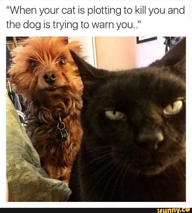 Traee7's tweet image. #cat #dog #doggo #iFunnyhahahhhahahahaha ifunny.co/fun/Q9aVh5ko3
