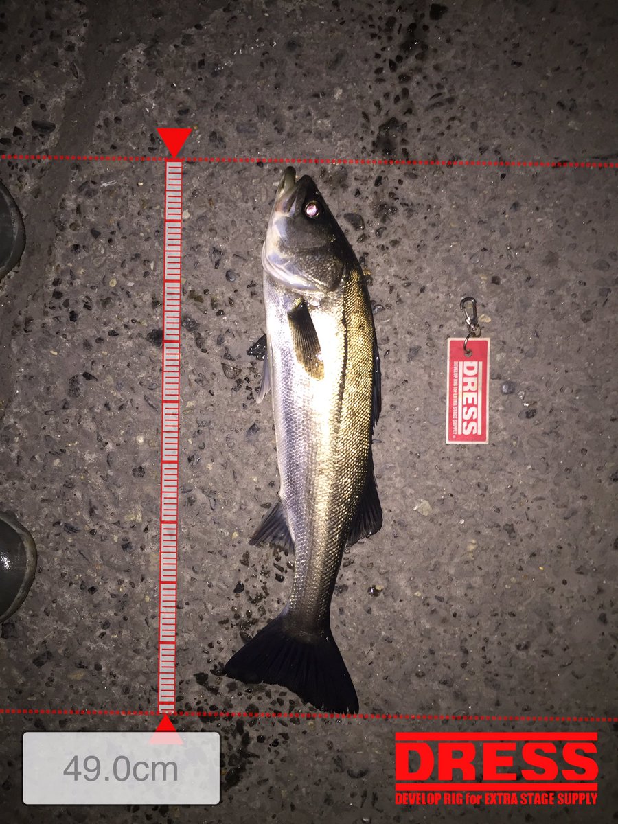 セイゴ フッコ スズキ Tokyobay1515 Twitter