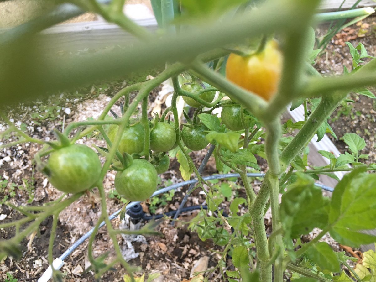JoshMark's tweet photo. Tomatoes are growing in the garden! #tomatoes @21CF_Impact #21cfexplore https://t.co/cbhQsJfAKJ